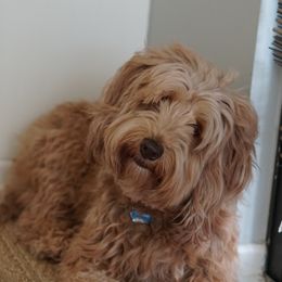 Prissy - Australian Labradoodle