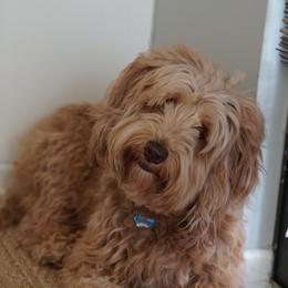 Prissy - Australian Labradoodle