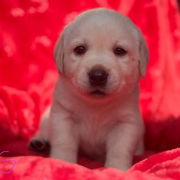 Purple Collar - Labrador Retriever puppy from Southern Sunshine Labradors