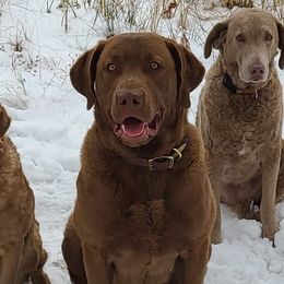 Chesapeake Bay Retrievers from Shiloh Ridge Retrievers