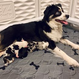 Miniature Australian Shepherd puppies from Bishop Aussies
