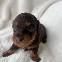 Hershey - Chocolate female Dachshund puppy in Humphreys, Missouri from Foster’s Dachshunds