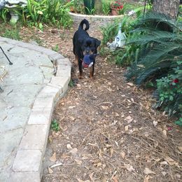 Rottweiler Puppies from Brooks Rottweilers
