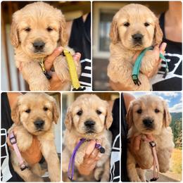 Girl pick 2 - Golden female Golden Retriever puppy in Post Falls, Idaho from Mountain View Goldens