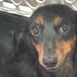 Dachshunds and Shichons from J & C Puppies