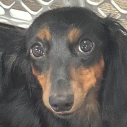 Dachshunds and Shichons from J & C Puppies
