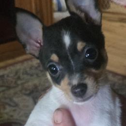 Sam - White black and tan male Toy Fox Terrier puppy in Wellborn, Florida from Roudee Dragontails
