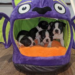 Boston Terrier Puppies from Nancy's Boston Terriers