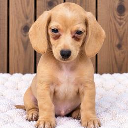 Sullivan - Red male Dachshund puppy in Industry, Illinois from KDKs Kennels
