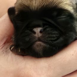 Pug puppies from Delta pug puppies