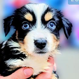 Penny - Black tri female Miniature Australian Shepherd puppy in Punta Gorda, Florida from Christie's Creekside Aussies