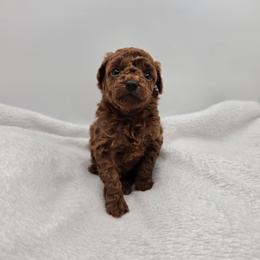 Scarlett - Red  female Poodle puppy in Kannapolis, North Carolina from Carolina Great Danes & Toy Poodles