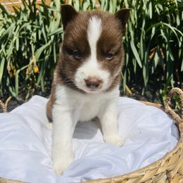 Siberian Husky Puppies from Wooly Woof Siberians