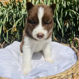 Siberian Husky Puppies from Wooly Woof Siberians