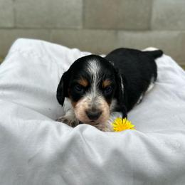Girl 2 - Piebald female Dachshund puppy in Stilwell, Oklahoma from Double Down Doxies