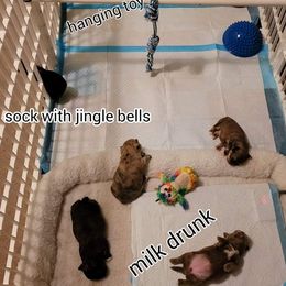 Chihuahuas from Lucas Chihuahuas