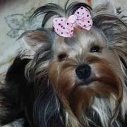 Yorkshire Terriers from J. Fortin Yorkies