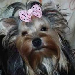 Yorkshire Terriers from J. Fortin Yorkies