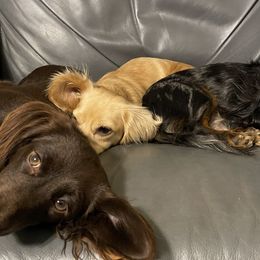 Dachshunds from 007 Dachshunds