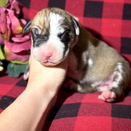 Nala - Harlequin female Great Dane puppy in Scottsburg, Virginia from Virginia Great Danes