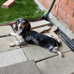 Daisy Mae pet only 3,500 - Dapple female Dachshund puppy in Irving, Texas from DFW Dachshunds by G & S