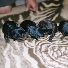 Heideterrier Puppies from German Heideterriers USA