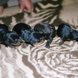 Heideterrier Puppies from German Heideterriers USA