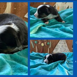 Willow - Black tri female Miniature American Shepherd puppy in Philpot, Kentucky from MarLoWin Aussies
