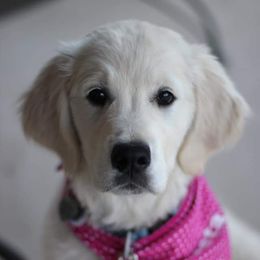 Golden Retriever Puppies from Dewbury Dream Goldens