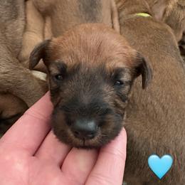 Boy 2 - Red male Irish Terrier puppy in Austin, Texas from ATX Irish Terriers