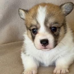 Girl 1 - Fawn female Pembroke Welsh Corgi puppy in Huntington Beach, California from Gingerbread