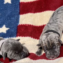 General - Gray brindle Cane Corso puppy in Asheville, North Carolina from War Dogs