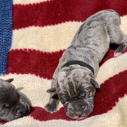 General - Gray brindle Cane Corso puppy in Asheville, North Carolina from War Dogs