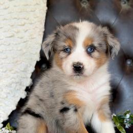 Emma- Has Tail and Videos - Blue merle female Australian Shepherd puppy in Troy, South Carolina from Lana Corley- Australian Shepherds of 3/W Farms