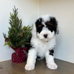 Mistletoe - Tri-color female Bernedoodle puppy in Spanish Fork, Utah from K Brand Doodles