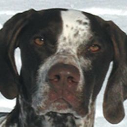 German Shorthaired Pointers from Stelor