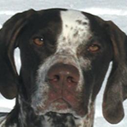 German Shorthaired Pointers from Stelor