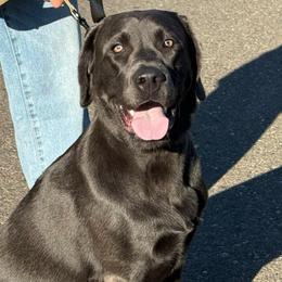 BEAU - Labrador Retriever