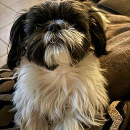 Moo - Shih Tzu