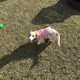 Dachshund All Grown Up from Doxie Bunch