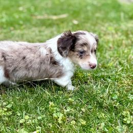 Boba - Dapple male Dachshund puppy in Three Rivers, Michigan from Michiana Dachshunds