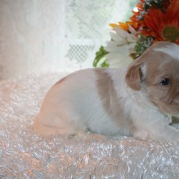 Australian Labradoodle Puppies from Windsor Creek Labradoodles