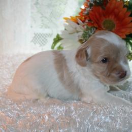Australian Labradoodle Puppies from Windsor Creek Labradoodles