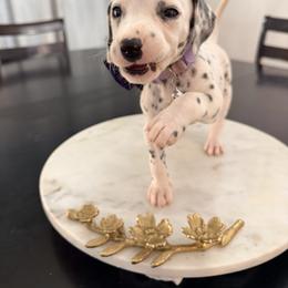 Jasmin - White and black female Dalmatian puppy in Queen Creek, Arizona from Lala's Polka Dots