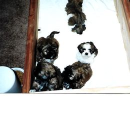 Shih Tzu Puppies from Shih Tzu Dreams Come True