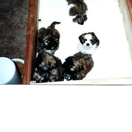 Shih Tzu Puppies from Shih Tzu Dreams Come True