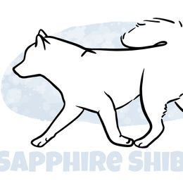 Shiba Inu from Sapphire Shiba Inu