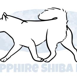 Shiba Inu from Sapphire Shiba Inu