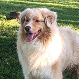 Winston - Australian Shepherd