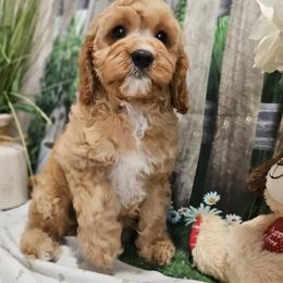 Aussiedoodles, Cavalier King Charles Spaniels, Cavapoos, and Poodles from Leerose Puppies